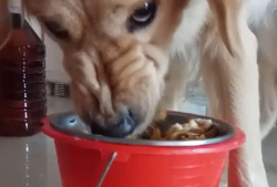 狗吃饭视频,捕捉它们用餐的可爱瞬间