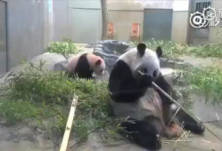 熊猫吃竹子视频,竹海中的美食探险记