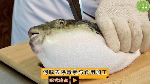 河豚视频,探索海洋生物的奇妙世界