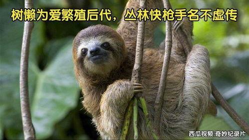 树懒视频,揭秘树懒的悠闲生活与生态价值